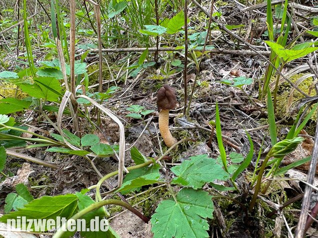 Runzelige Fingerhutverpel, Verpa digitaliformis