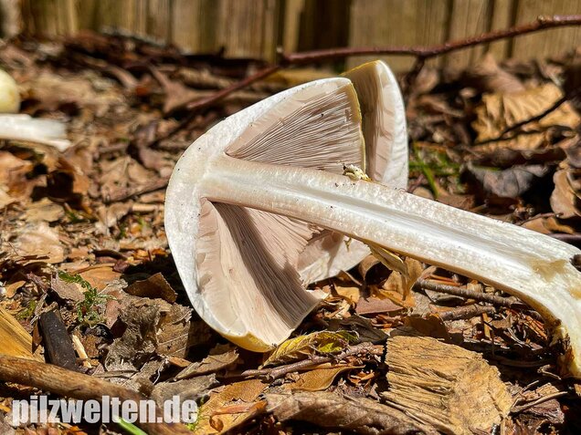 Schiefknolliger Anischampignon, Agaricus essettei