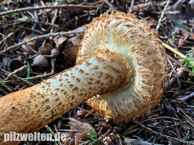 Sparriger Schüppling, Pholiota squarrosa