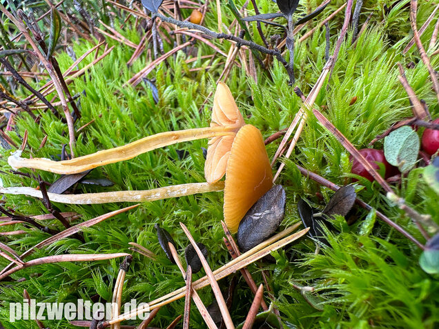 Gesäumter Häubling, Moorhäubling, Galerina paludosa