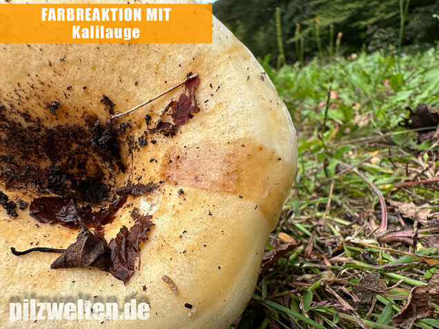 Blasser Zonenmilchling, Scharfer Pappelmilchling, Lactarius evosmus