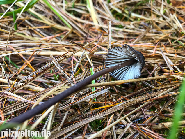 Weißmilchender Schwarzhelmling, Mycena leucogala