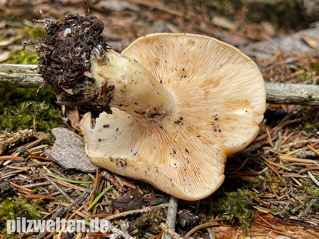 Würziger Tellerling, Clitopilus geminus