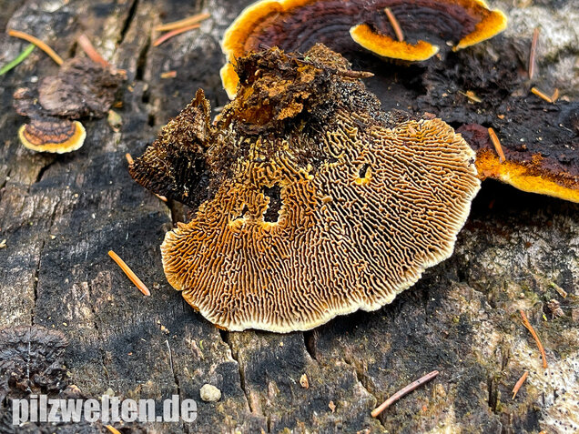 Zaunblättling, Gloeophyllum sepiarium