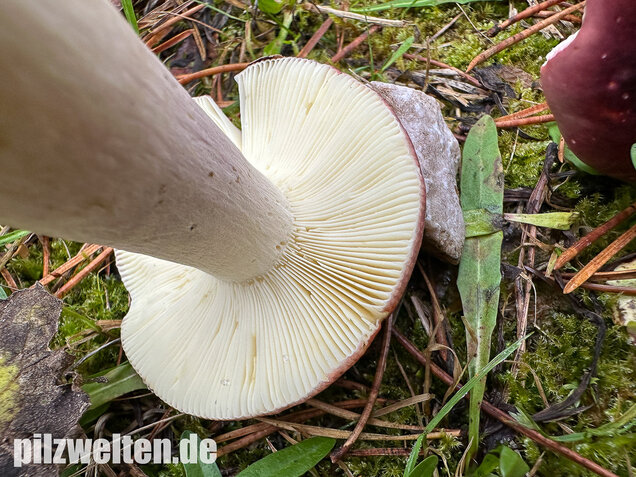 Zedernholz-Täubling, Heimtückischer Täubling, Russula badia