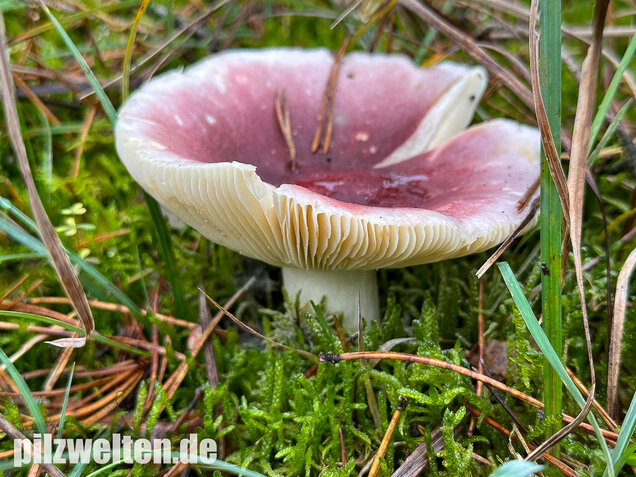 Zedernholz-Täubling, Heimtückischer Täubling, Russula badia