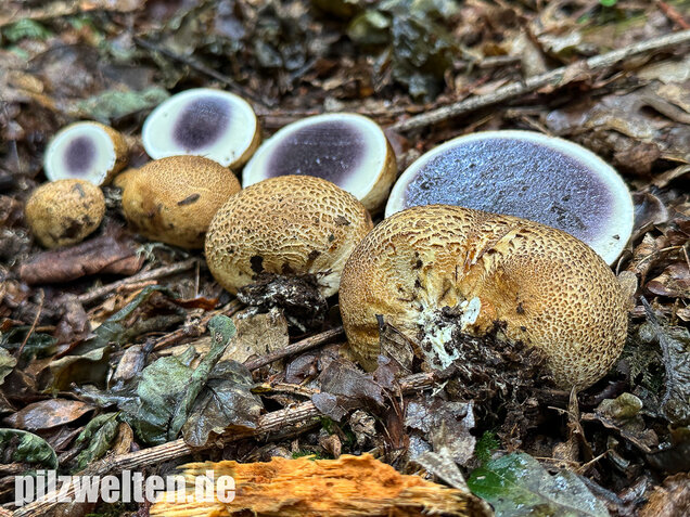 Dickschaliger Kartoffelbovist, Scleroderma citrinum