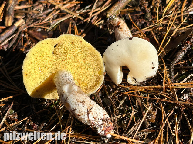 Elfenbeinröhrling, Weymouthsröhrling, Suillus placidus