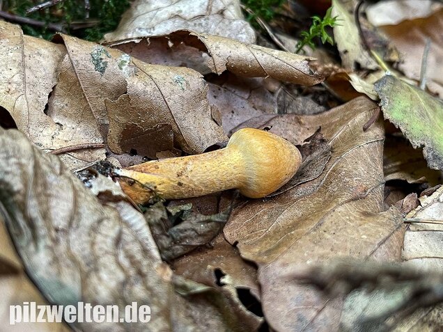 Filziger Gelbfuß, Chroogomphus helveticus