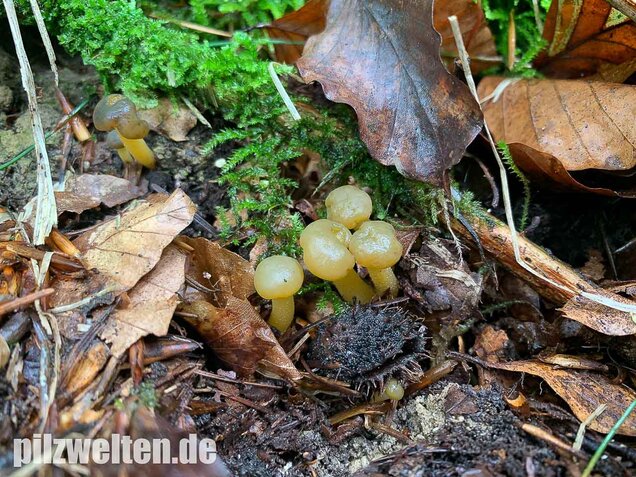 Gallertkäppchen, Leotia lubrica