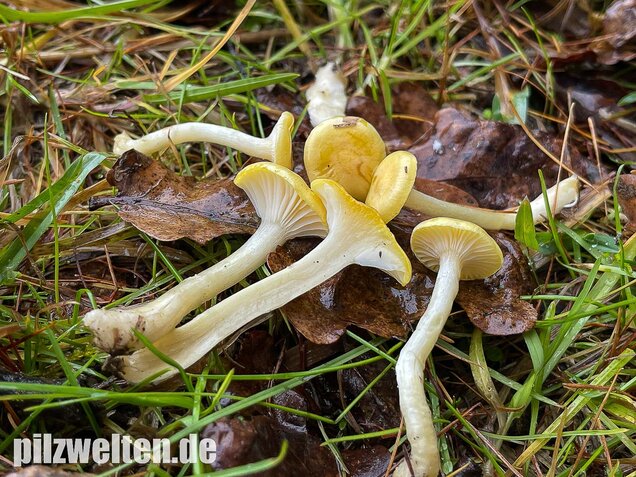 Gelber Lärchenschneckling, Hygrophorus lucorum