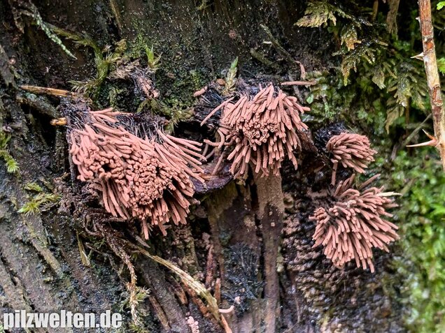 Gemeines Fadenkeulchen, Stemonitis axifera