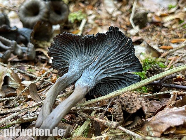 Grauer Pfifferling, Craterellus cinereus