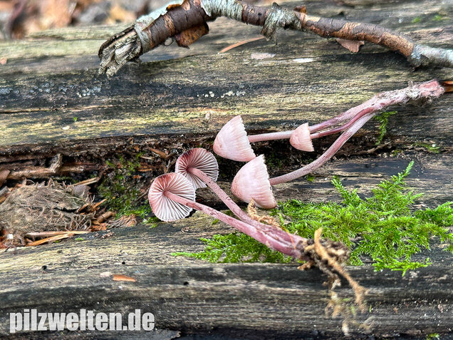 Großer Bluthelmling, Mycena haematopus