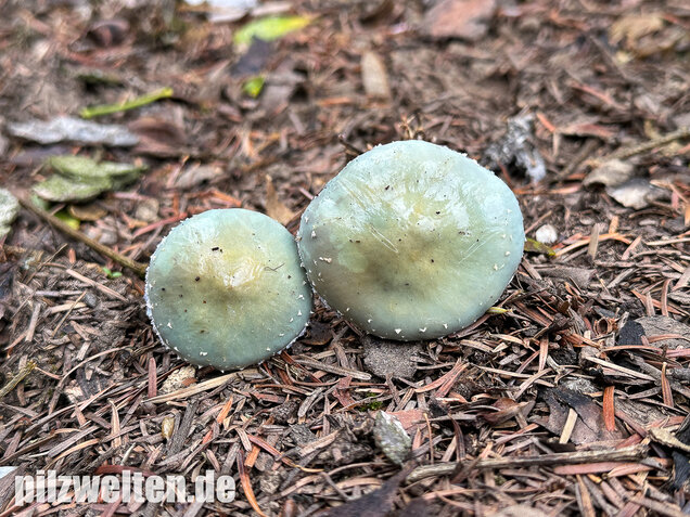 Grünspanträuschling, Stropharia aeruginosa
