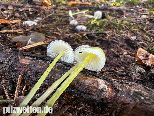 Gummihelmling, Dehnbarer Helmling, Mycena epipterygia