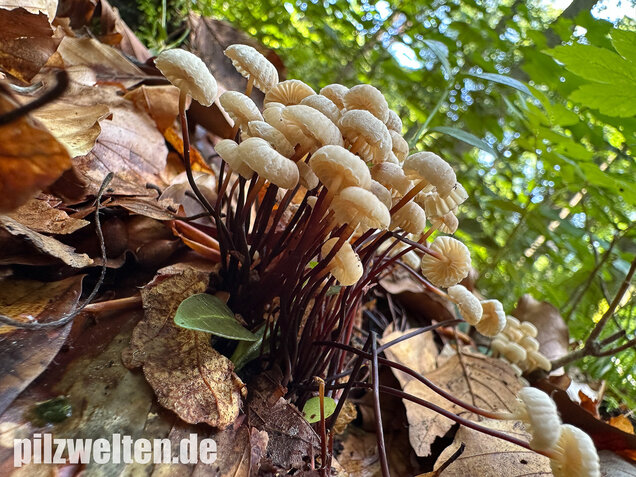 Halsbandschwindling, Marasmius rotula