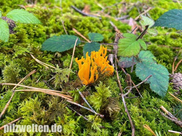 Klebriger Hörnling, Ziegenbart, Zwergerlfeuer, Calocera viscosa