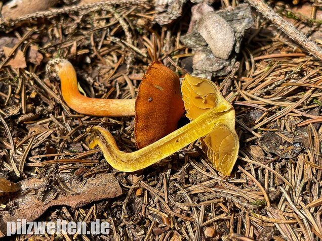 Kupferroter Hautkopf, Cortinarius uliginosus