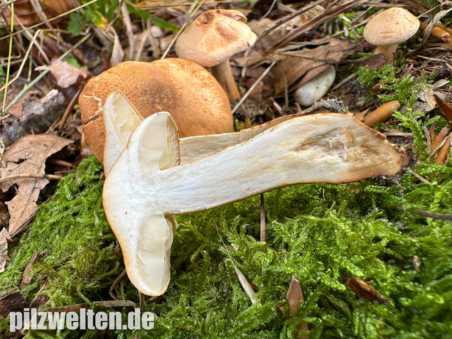 Lärchenritterling, Schwammiger Ritterling, Tricholoma psammopus