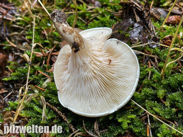 Mehlräsling, Clitopilus prunulus