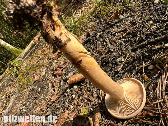 Mönchskopf, Infundibulicybe geotropa
