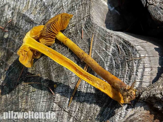 Orangefüssiger Hautkopf, Cortinarius bataillei