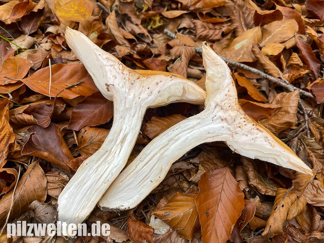 Orangeschneckling, Terpentinschneckling, Hygrophorus pudorinus