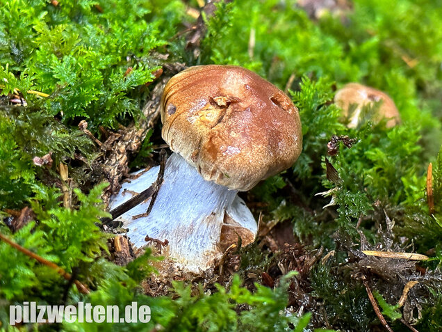 Purpurfleckender Klumpfuß, Thaxterogaster purpurascens