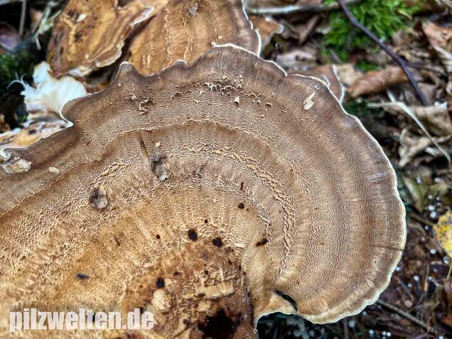 Riesenporling, Meripilus giganteus