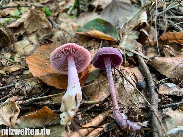 Rosa Rettichhelmling, Mycena rosea