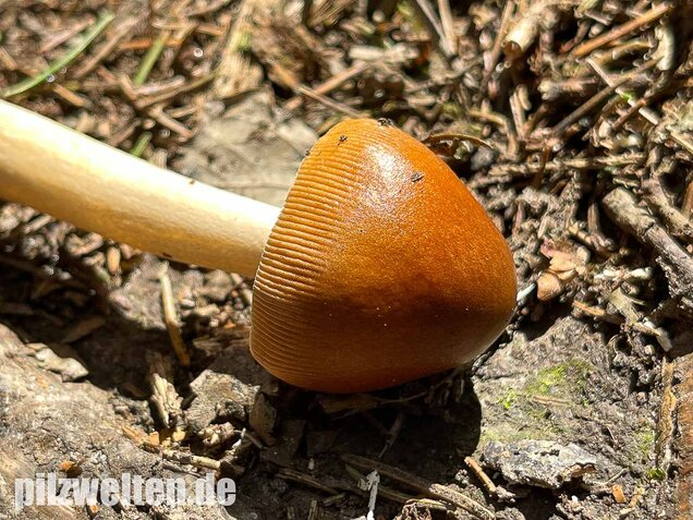 Rotbrauner Scheidenstreifling, Amanita fulva