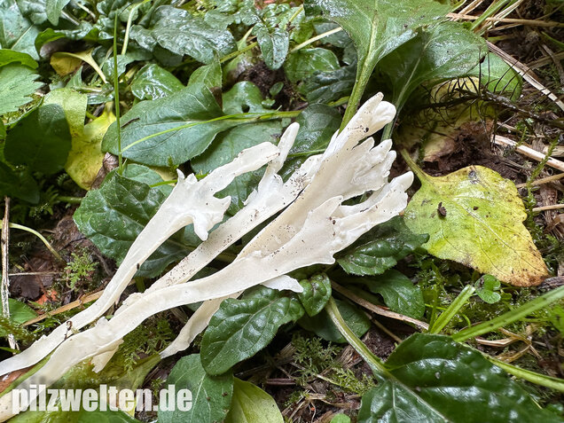 Runzelige Koralle, Runzeliger Keulenpilz, Clavulina rugosa