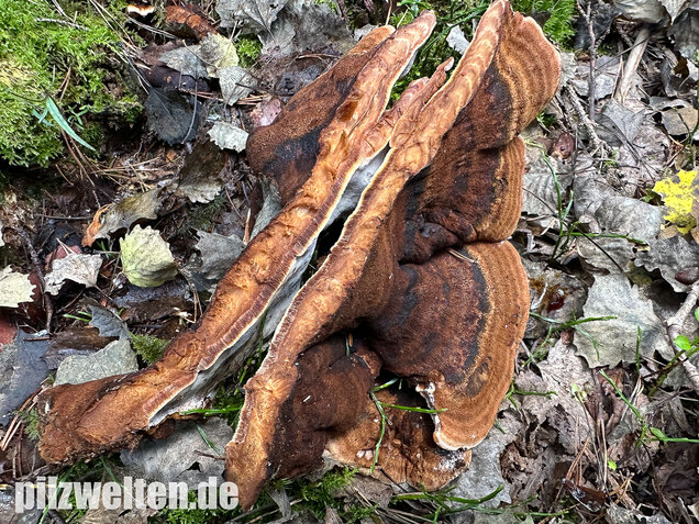 Schwarzgebänderter Harzporling, Nadelholzharzporling, Ischnoderma benzoinum