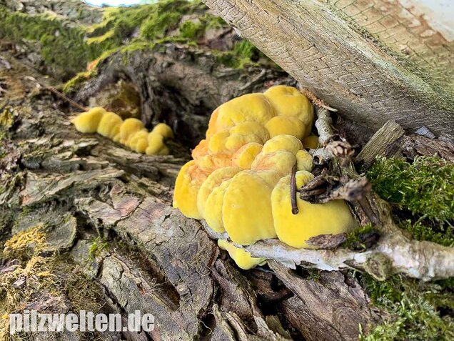 Schwefelporling, Huhn des Waldes, Laetiporus sulphureus