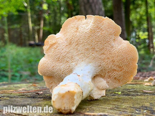 Semmelstoppelpilz, Hydnum repandum