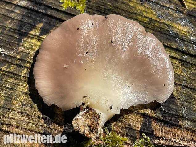 Sommer-Austernseitling, Pleurotus ostreatus forma florida