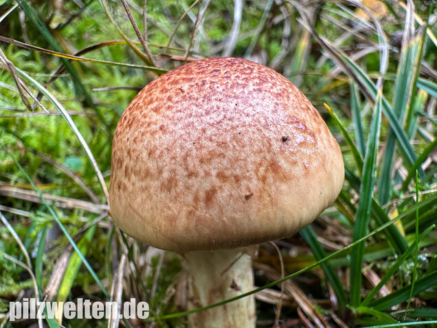 Stinkender Schleimkopf, Gelber Schleimkopf, Phlegmacium mussivum