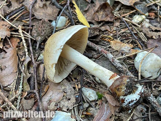 Tonblasser Fälbling, Hebeloma crustuliniforme