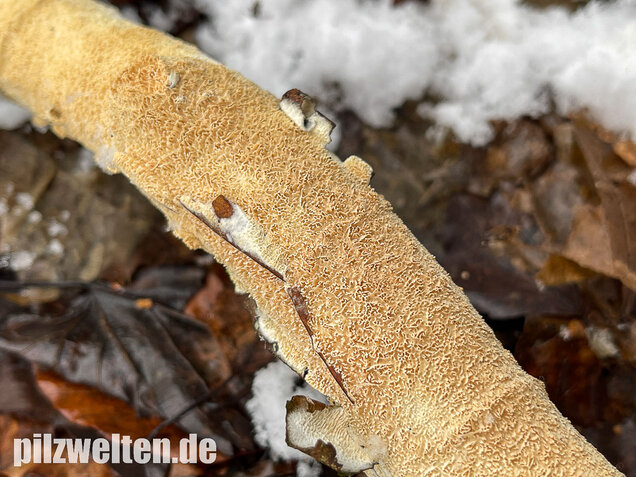 Veränderlicher Spaltporling, Schizopora paradoxa