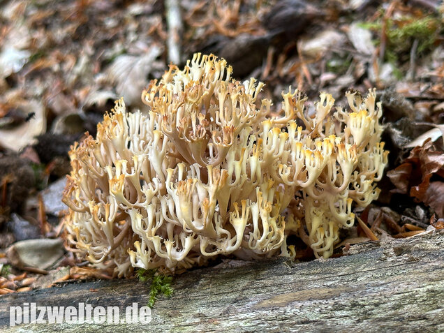 Verzweigte Becherkoralle, Artomyces pyxidatus