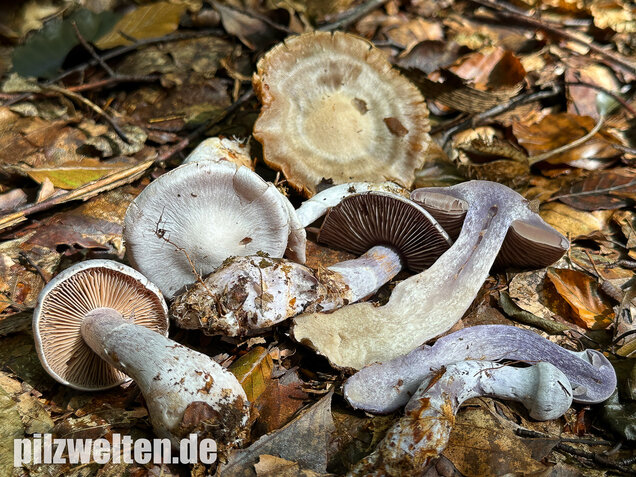 Weißvioletter Dickfuß, Cortinarius alboviolaceus