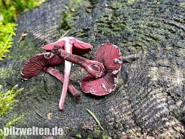 Blutblättriger Zwergschirmling, Melanophyllum haematospermum