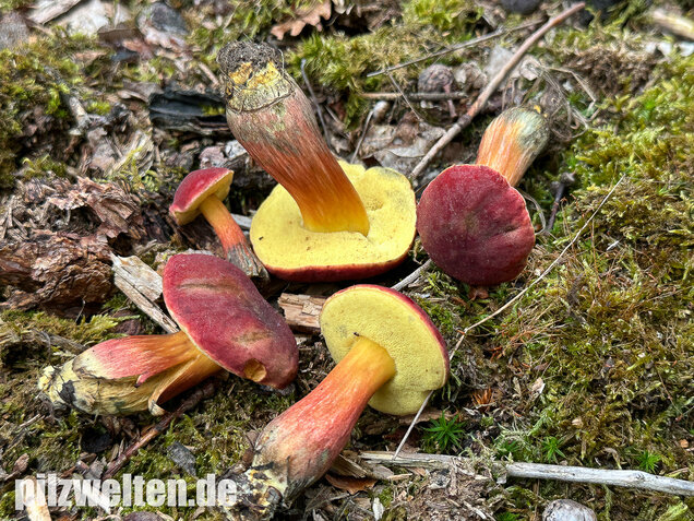 Blutroter Filzröhrling, Blutroter Gartenfilzröhrling, Hortiboletus rubellus
