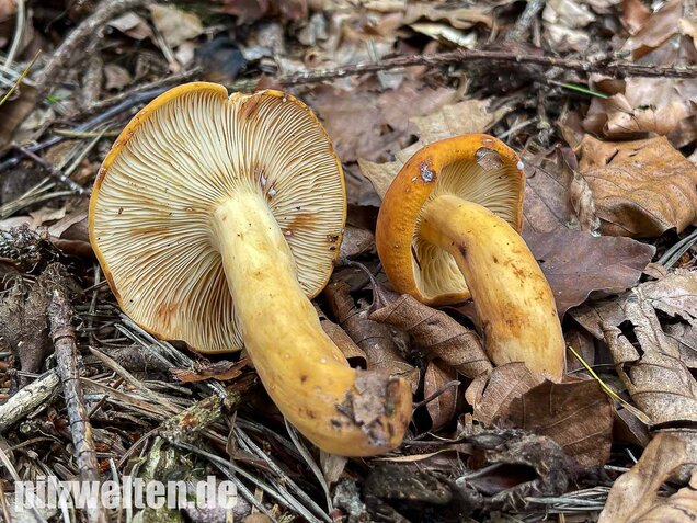 Milchbrätling, Lactifluus volemus