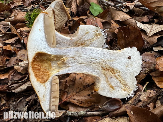Breitknolliger Klumpfuß, Cortinarius saporatus