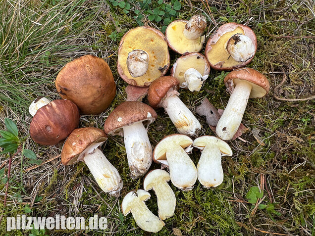 Butterpilz, Butterröhrling, Suillus luteus