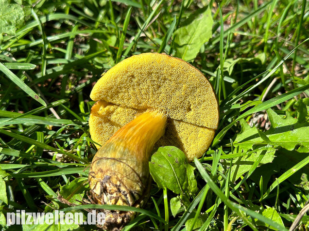 Eichenfilzröhrling, Hortiboletus engelii