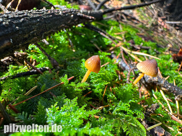 Orangeschneidiger Helmling, Feuriger Helmling, Mycena aurantiomarginata