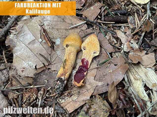 Filziger Gelbfuß, Chroogomphus helveticus